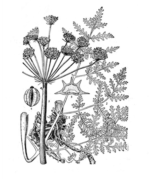 Natural compounds from  Notopterygium incisum